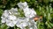 Garden Phlox paniculata White Admiral with Hummingbird hawk-moth