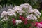 Garden Phlox, Phlox paniculata