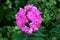 Garden phlox or Phlox paniculata erect herbaceous perennial flowering plant with bunch of open blooming light to dark pink flowers