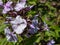 Garden Phlox (Phlox paniculata) \\\'Fellbacher Porzellan\\\' flowering with lilac flowers with darker eye