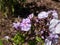 Garden Phlox (Phlox paniculata) \\\'Fellbacher Porzellan\\\' flowering with lilac flowers with darker eye