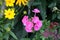 Garden phlox or Phlox paniculata flowering plant with bunch of open light to dark pink flowers surrounded with other yellow