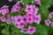 Garden Phlox â€“ Phlox paniculata