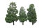 Garden pine trees ornamental plant, three fir trees in forest garden  isolated on white background