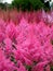 Garden: pink Astilbe flower border