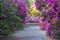 Garden of Pink Azaleas in Charleston SC