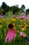 Garden: pink Echinacea Purpurea coneflowers