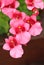 Garden pink flower Diascia rigescens