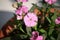 Garden Pink flowers (Dianthus plumarius) with green leaves : (pix SShukla)