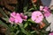 Garden Pink flowers (Dianthus plumarius) with green leaves : (pix SShukla)