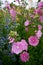 Garden: pink hollyhock flowers