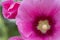 Garden pink magenta flower malva close-up. Mallow Malvaceae Alcea large bright pink petals, white yellow pistil with pollen.