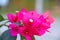 Garden with pink petal flowers