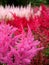 Garden: pink and red Astilbe flowers