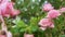 Garden Pink Rose. Green Leaves on Branches, Bushes of Bright Blooming Rose on Sunny Day.