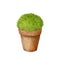 Garden plant in a clay pot. Boxwood.