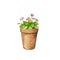 Garden plant in a clay pot. Daisies.