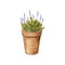 Garden plant in a clay pot. Lavender.