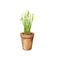 Garden plant in a clay pot. Spring flowers.