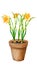 Garden plant in a clay pot. Spring flowers daffodils.