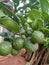 GARDEN PLANT FRUIT GREEN NATUR