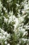 Garden plants, bushes, conifers under the snow in winter