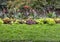 Garden with plants and flowers, Lesser Town, Prague, Czech Republic