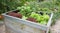 Garden plants growing in wooden box