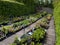 Garden plants nursery with irrigation