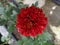 garden plants or picking flowers Chrysanthemum Teluki chrysanthemum chrysanthemum chrysanthemum is the Japanese national flower