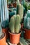 Garden plants shop with different tropical succulent plants green cactuses close up