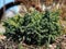 Garden plants. Small bush of scaly juniper (Juniperus squamata) close-up