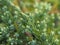 Garden plants. Small bush of scaly juniper (Juniperus squamata) close-up.