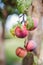 Garden plum tree. A branch of a garden plum tree with abundance of hanging ripening plums