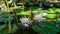 Garden pond with blooming water lilies and lotuses. Beautiful pond landscape with big stones on shore. Nature concept for design