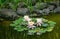 Garden pond with blooming water lilies and lotuses. Beautiful pond landscape with big stones on shore. Nature concept for design