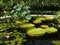 Garden: pond with giant waterlilies