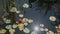 Garden pond with  of a pink water lily,  fish and reflection of the sun, bird and plants