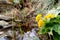 Garden pond in springtime. Blooming Marsh Marigold Caltha palustris in the foregroud and blurred pond in the background