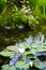 Garden pond with water lilies and ceramic sculpture