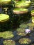 Garden: pond with waterlilies