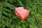 Garden poppy. Bright passion flower