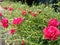 Garden of Portulaca, Common Purslane, Verdolaga, Pigweed, Little Hogweed, Pusley plants with blossom red flowers