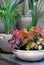 Garden Pots With Coleus Plants