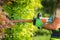 Garden with Professional Hedge Trimmer in His Hands