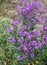 Garden of purple flowers, primula, garden with violet bushes beautiful and bright