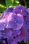 Garden: purple hydrangea flower