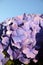 Garden: purple hydrangea flower blue sky