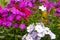 Garden purple phlox. Phlox paniculata vivid summer flowers