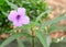 The Garden of Purple Ruellia Tuberosa or Minnieroot